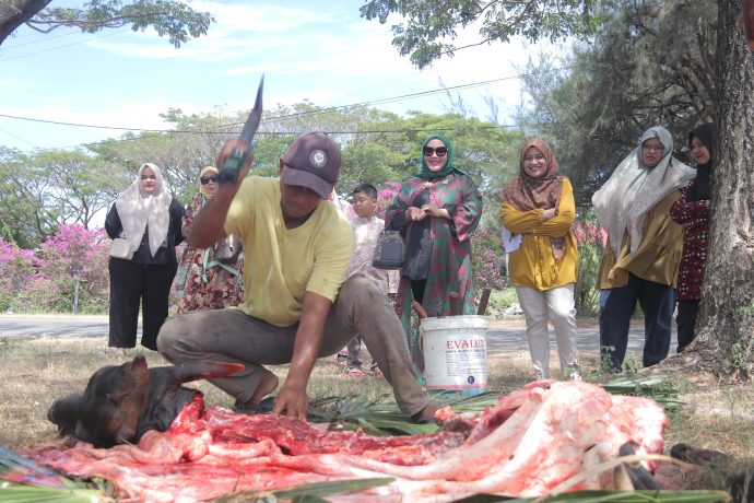 Rektor Universitas Ubudiyah Indonesia (UUI) Prof Adjunct Dr Marniati MKes menyembelih seekor lembu dalam rangka perayaan Idul Adha 1445 H di depan halaman gedung kampus UUI, Banda Aceh, Selasa (18/6/2024).